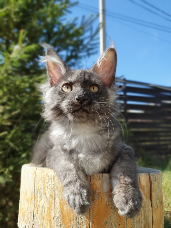Selina Akbars - Kitten maine-coon 3 months