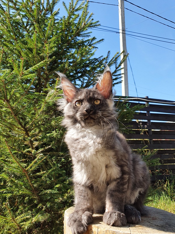 Selina Akbars - Kitten maine-coon 3 months