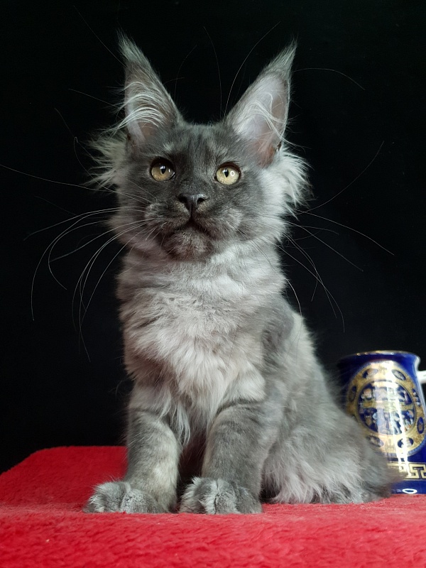 Selina Akbars - Kitten maine-coon 3 months 2 weeks