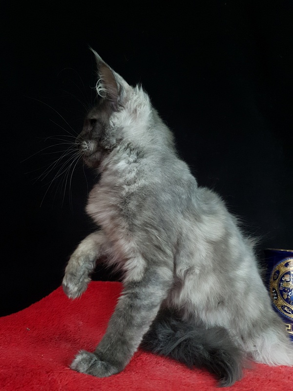 Selina Akbars - Kitten maine-coon 3 months 2 weeks