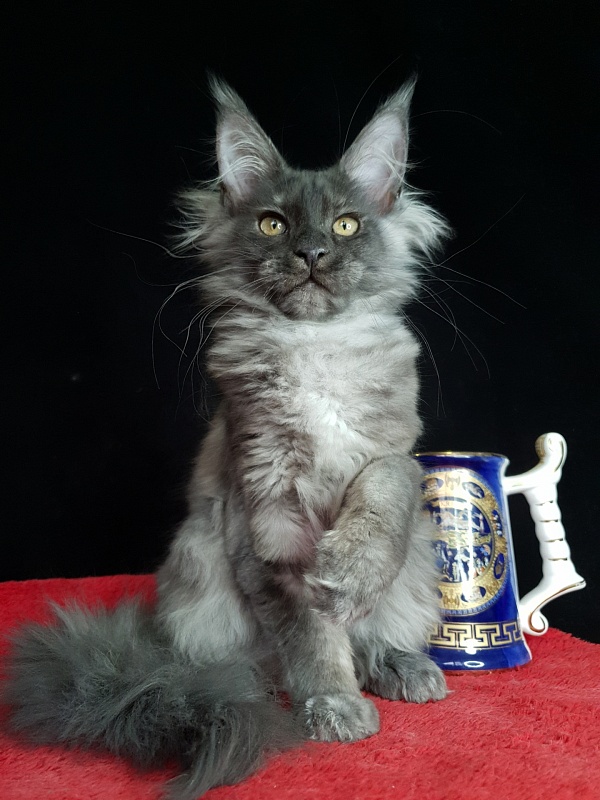 Selina Akbars - Kitten maine-coon 3 months 2 weeks