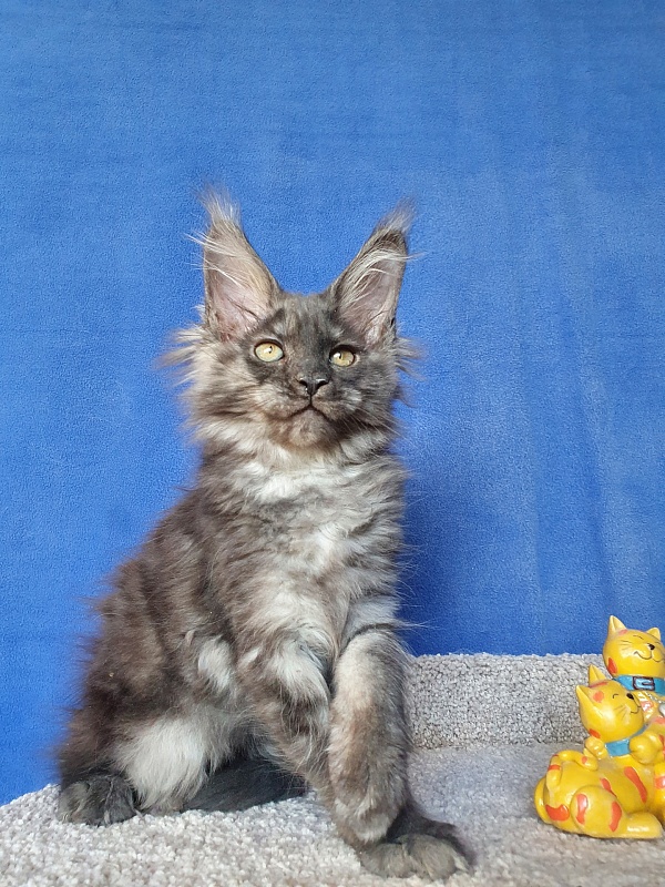 Selina Akbars - Kitten maine-coon 2 months 1 week
