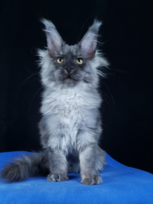 Selina Akbars - Kitten maine-coon 4 months 2.5 weeks