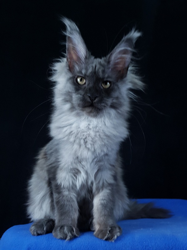 Selina Akbars - Kitten maine-coon 4 months 2.5 weeks