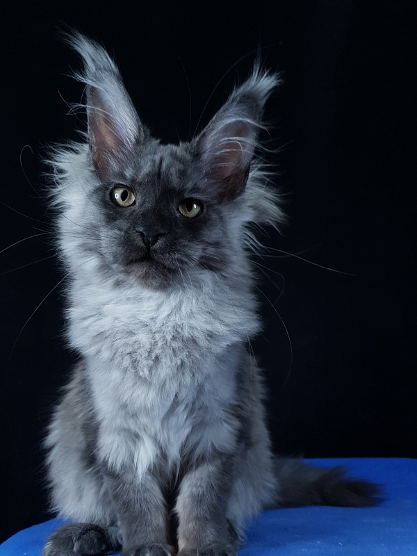 Selina Akbars - Kitten maine-coon 4 months 2.5 weeks