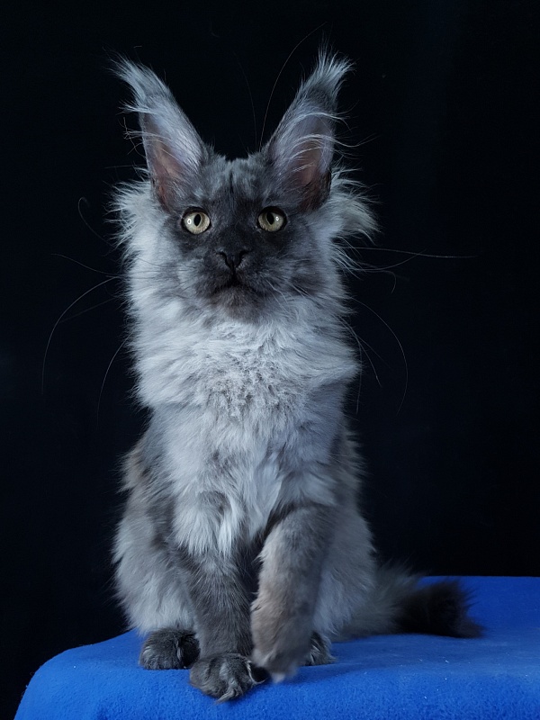 Selina Akbars - Kitten maine-coon 4 months 2.5 weeks