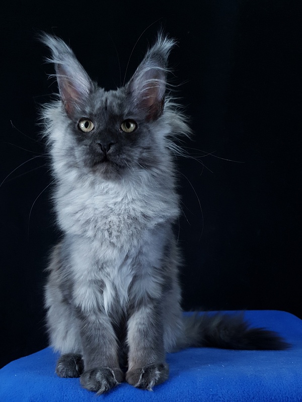 Selina Akbars - Kitten maine-coon 4 months 2.5 weeks