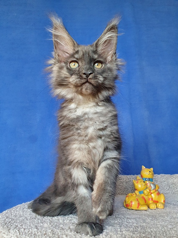 Selina Akbars - Kitten maine-coon 2 months 1 week