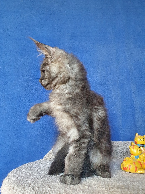 Selina Akbars - Kitten maine-coon 2 months 1 week