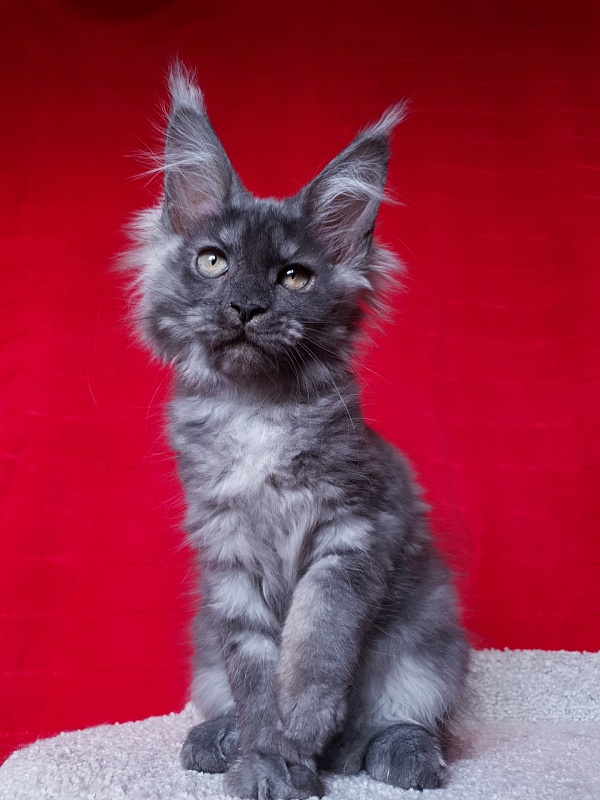 Selina Akbars - Kitten maine-coon 2 months 2.5 weeks