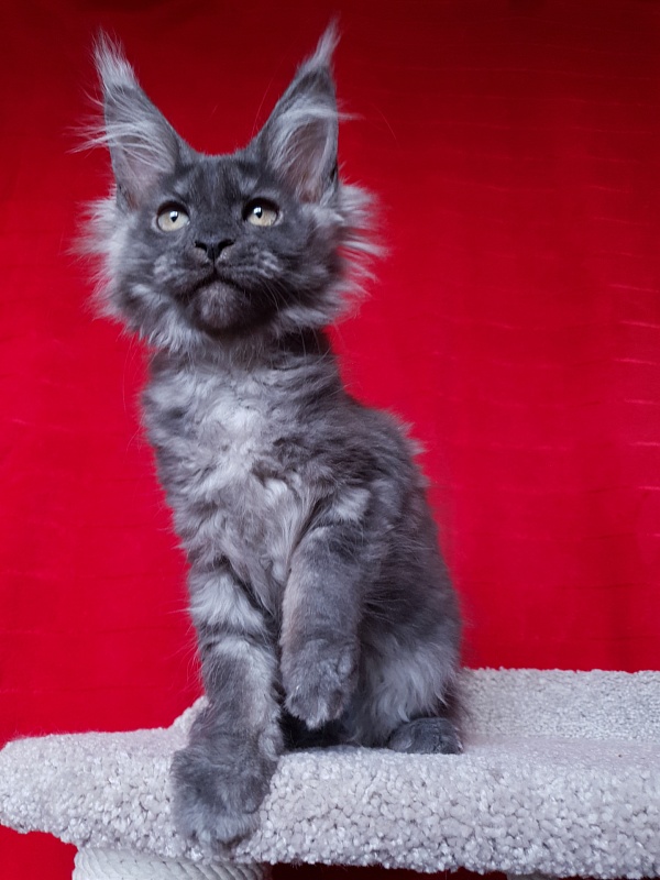 Selina Akbars - Kitten maine-coon 2 months 2.5 weeks