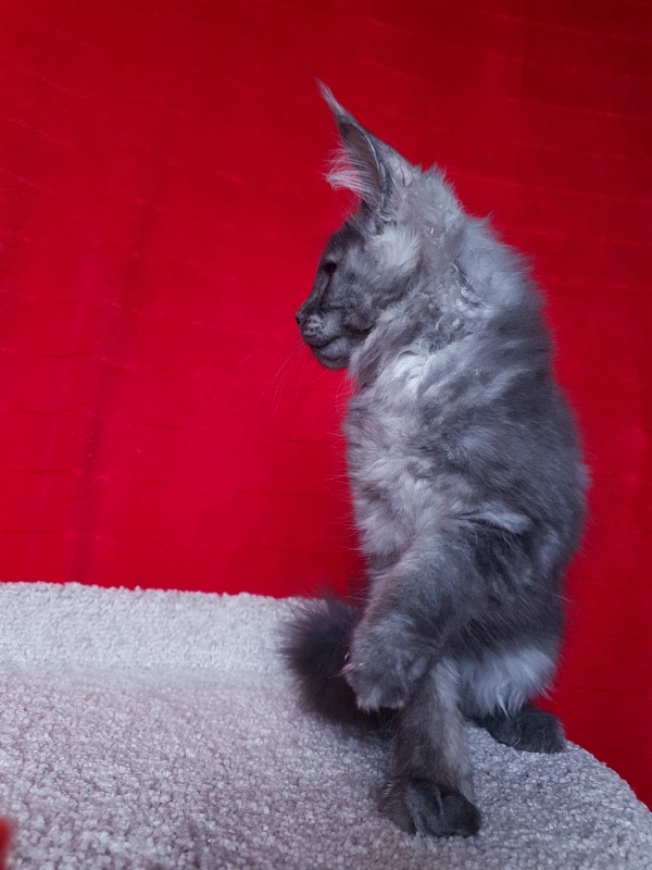 Selina Akbars - Kitten maine-coon 2 months 2.5 weeks