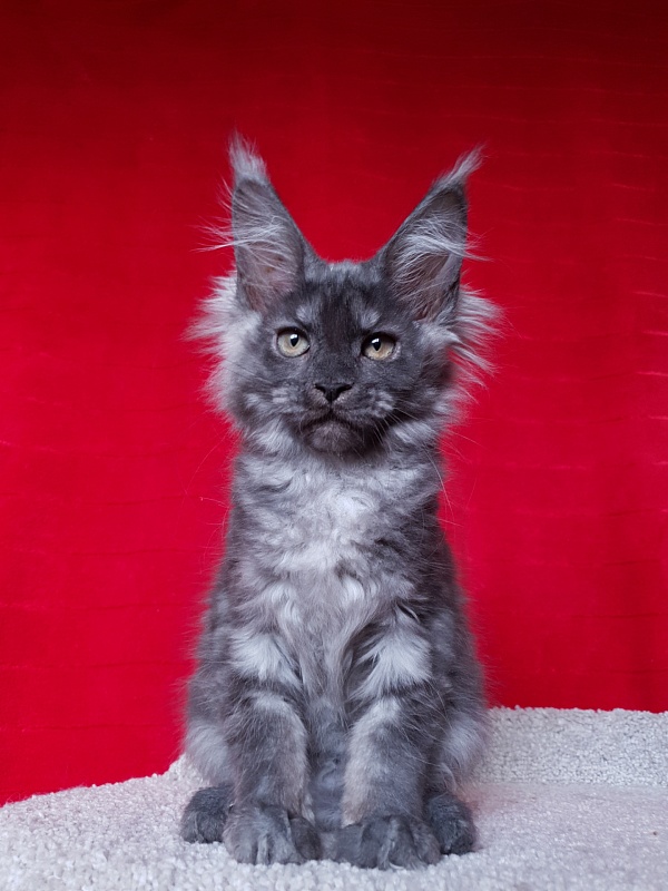 Selina Akbars - Kitten maine-coon 2 months 2.5 weeks
