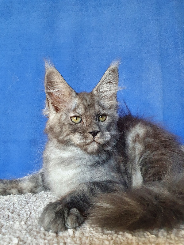 Selga  Akbars - Kitten maine-coon 2 months 1 week