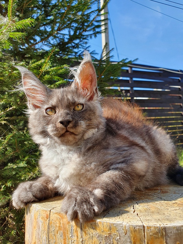 Selga  Akbars - Kitten maine-coon 3 months