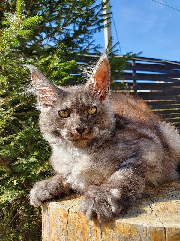 Selga  Akbars - Kitten maine-coon 3 months