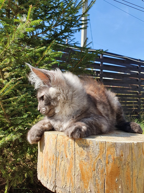 Selga  Akbars - Kitten maine-coon 3 months