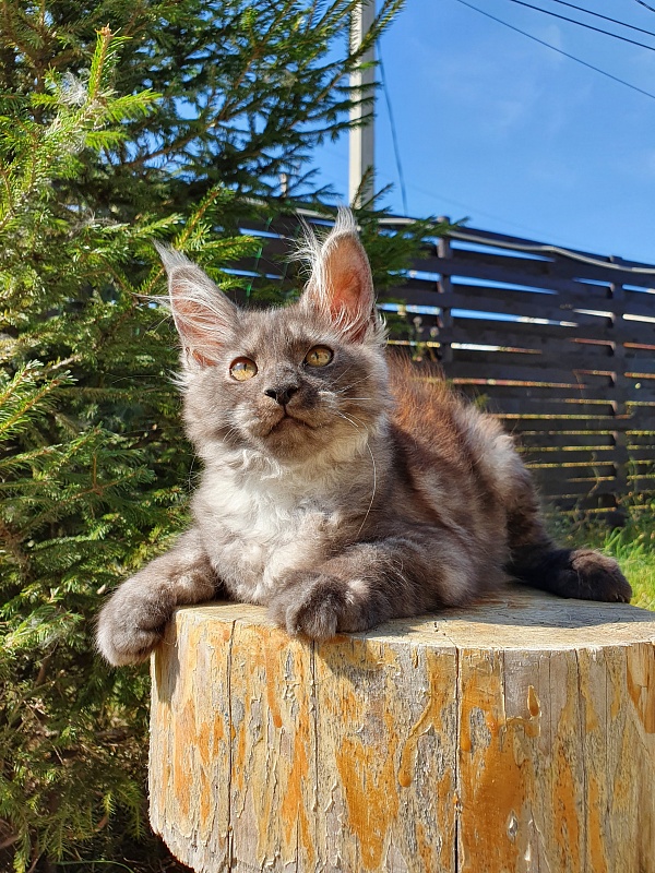 Selga  Akbars - Kitten maine-coon 3 months