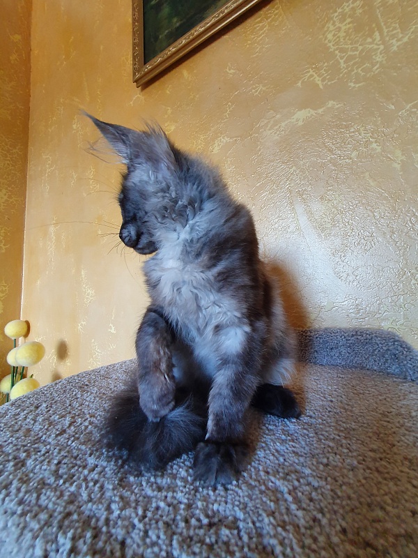 Selga  Akbars - Kitten maine-coon 3 months 1 week