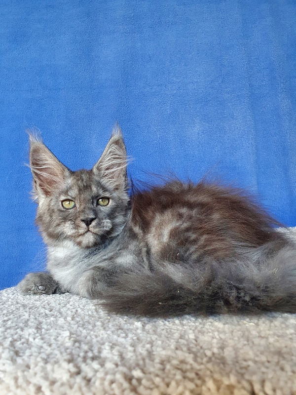Selga  Akbars - Kitten maine-coon 2 months 1 week