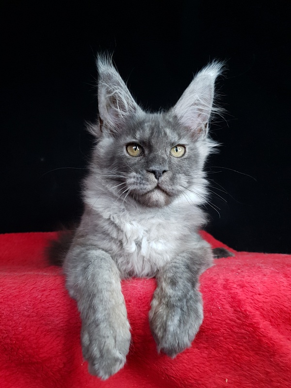 Selga  Akbars - Kitten maine-coon 3 months 2 weeks