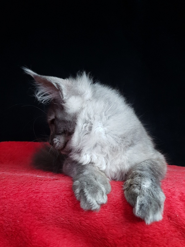 Selga  Akbars - Kitten maine-coon 3 months 2 weeks