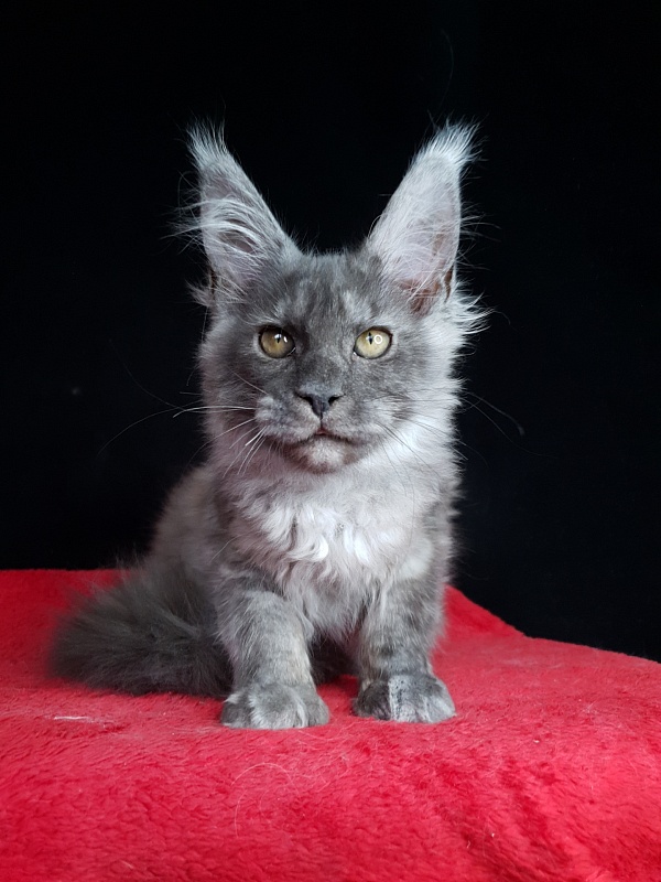 Selga  Akbars - Kitten maine-coon 3 months 2 weeks
