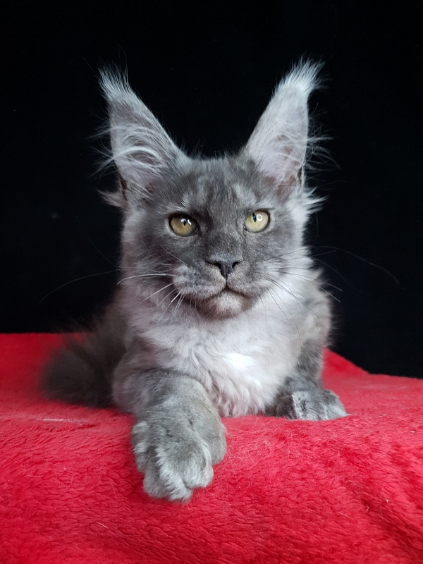 Selga  Akbars - Kitten maine-coon 3 months 2 weeks