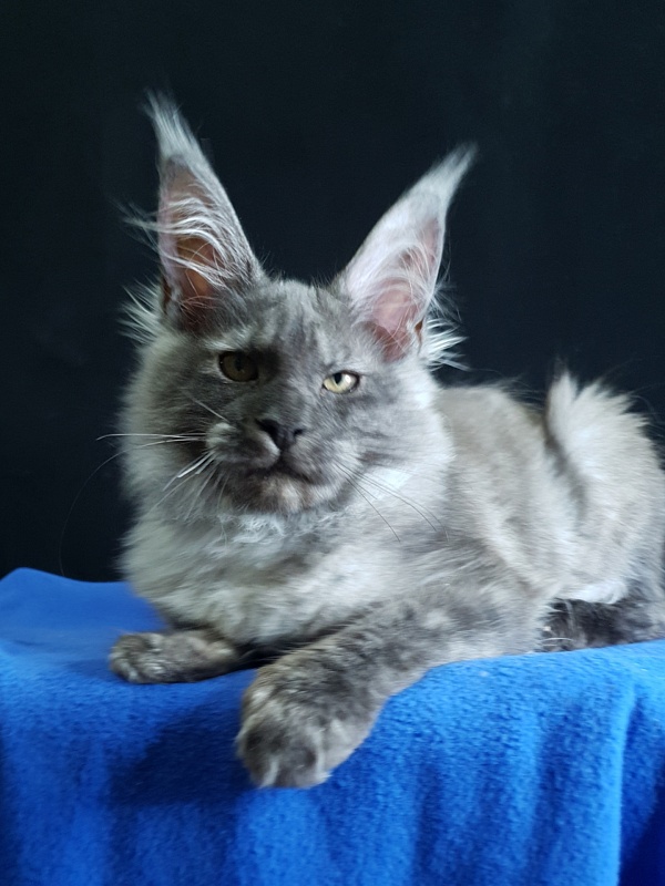 Selga  Akbars - Kitten maine-coon 3 months 3.5 weeks