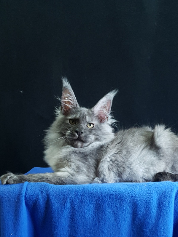 Selga  Akbars - Kitten maine-coon 3 months 3.5 weeks
