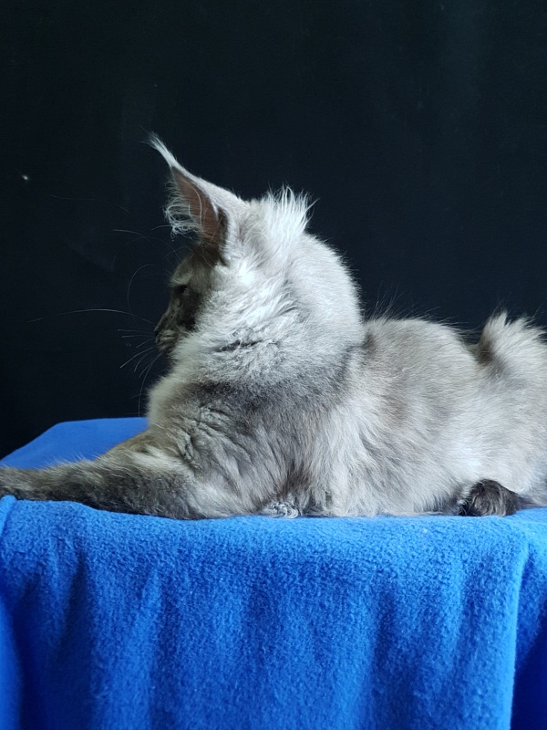 Selga  Akbars - Kitten maine-coon 3 months 3.5 weeks