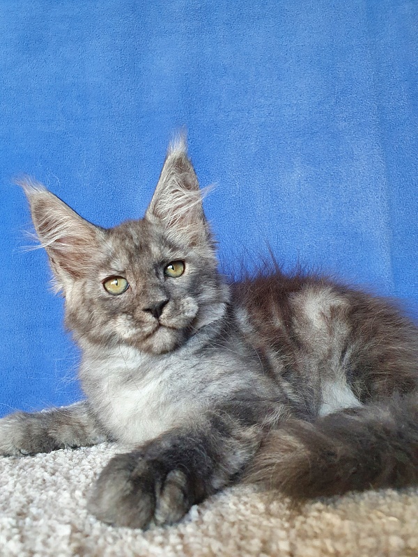 Selga  Akbars - Kitten maine-coon 2 months 1 week