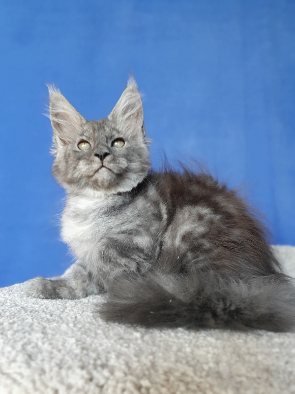 Selga  Akbars - Kitten maine-coon 2 months 1 week