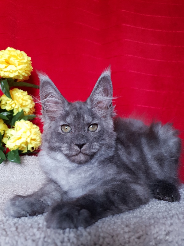 Selga  Akbars - Kitten maine-coon 2 months 2.5 weeks