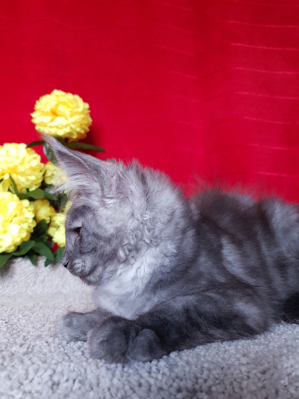 Selga  Akbars - Kitten maine-coon 2 months 2.5 weeks