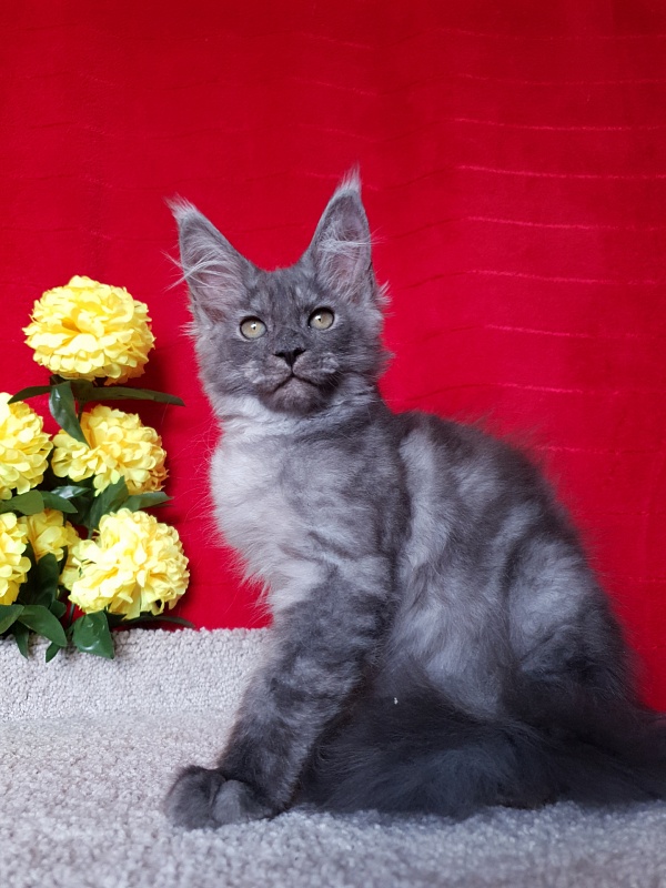 Selga  Akbars - Kitten maine-coon 2 months 2.5 weeks