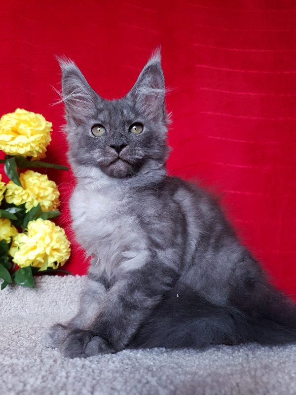 Selga  Akbars - Kitten maine-coon 2 months 2.5 weeks