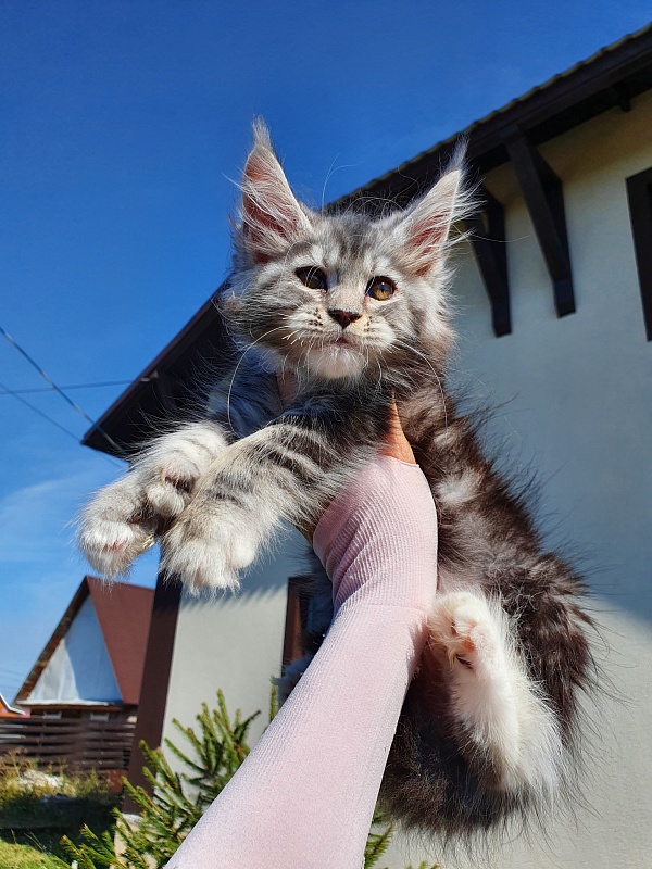 Nakieta  Akbars (polydactyl 66/66) - Kitten maine-coon 2 months 0.5 weeks