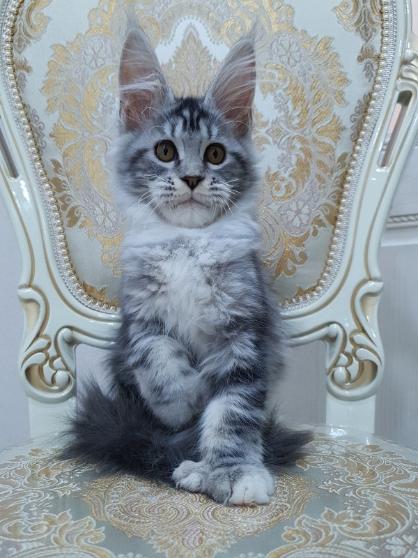 Nakieta  Akbars (polydactyl 66/66) - Kitten maine-coon 3 months 2 weeks