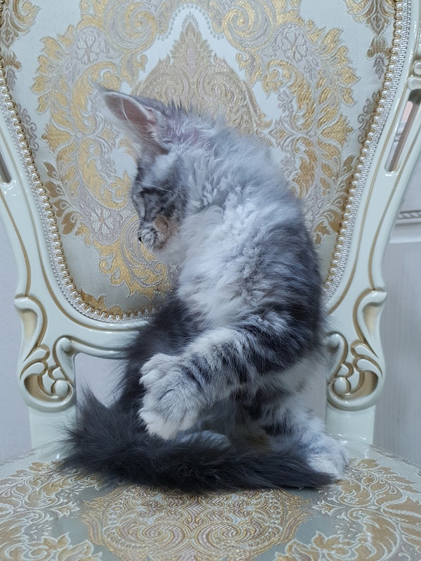 Nakieta  Akbars (polydactyl 66/66) - Kitten maine-coon 3 months 2 weeks