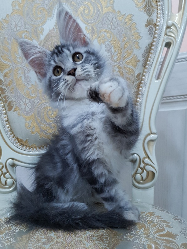 Nakieta  Akbars (polydactyl 66/66) - Kitten maine-coon 3 months 2 weeks