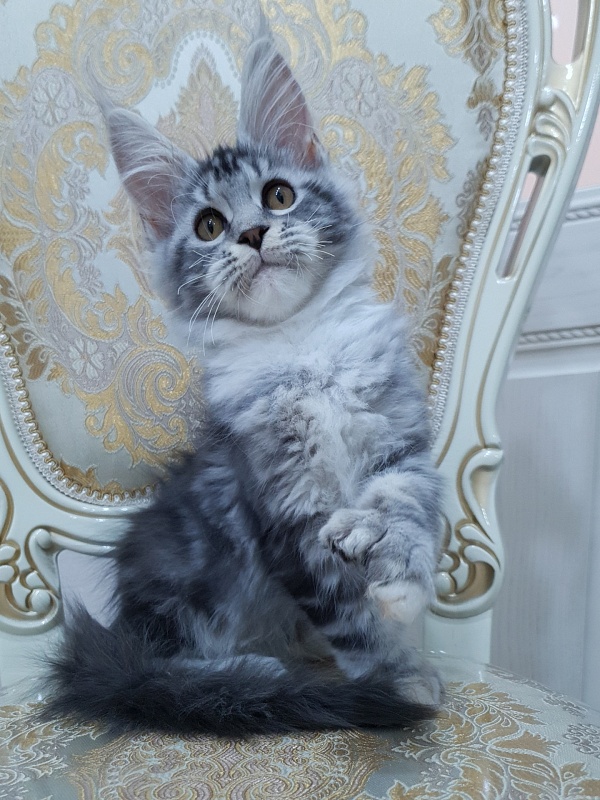 Nakieta  Akbars (polydactyl 66/66) - Kitten maine-coon 3 months 2 weeks