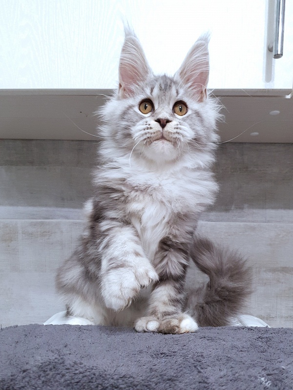 Nakieta  Akbars (polydactyl 66/66) - Kitten maine-coon 4 months 2.5 weeks
