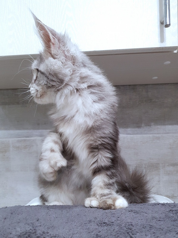 Nakieta  Akbars (polydactyl 66/66) - Kitten maine-coon 4 months 2.5 weeks