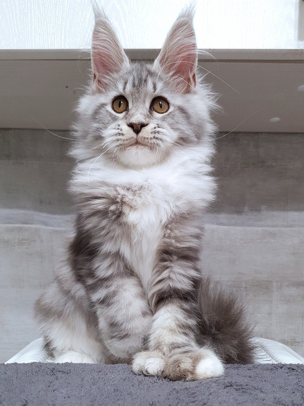 Nakieta  Akbars (polydactyl 66/66) - Kitten maine-coon 4 months 2.5 weeks