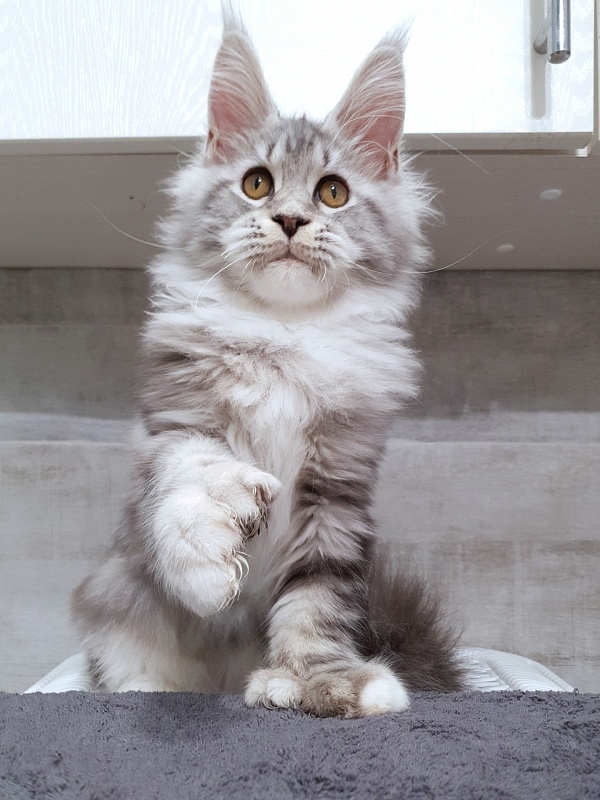 Nakieta  Akbars (polydactyl 66/66) - Kitten maine-coon 4 months 2.5 weeks