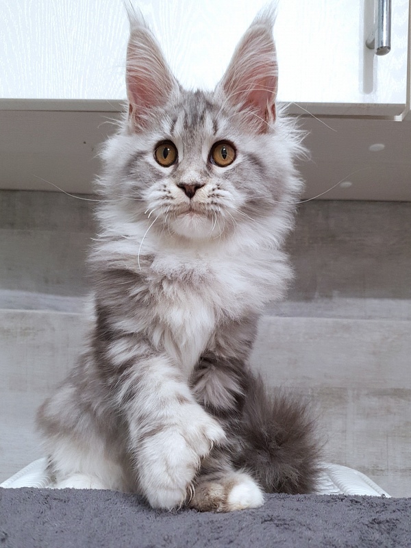 Nakieta  Akbars (polydactyl 66/66) - Kitten maine-coon 4 months 2.5 weeks