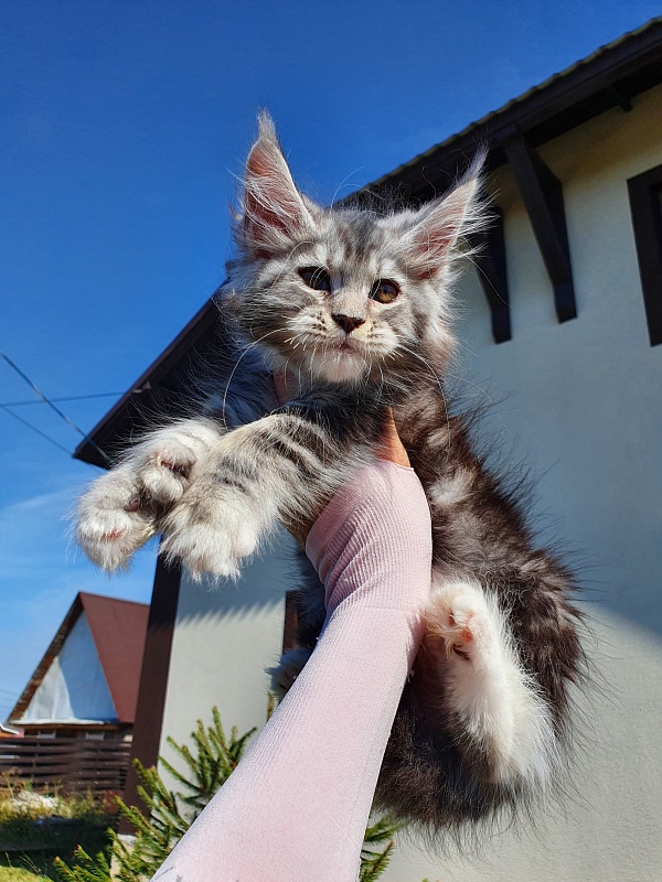 Nakieta  Akbars (polydactyl 66/66) - Kitten maine-coon 2 months 0.5 weeks
