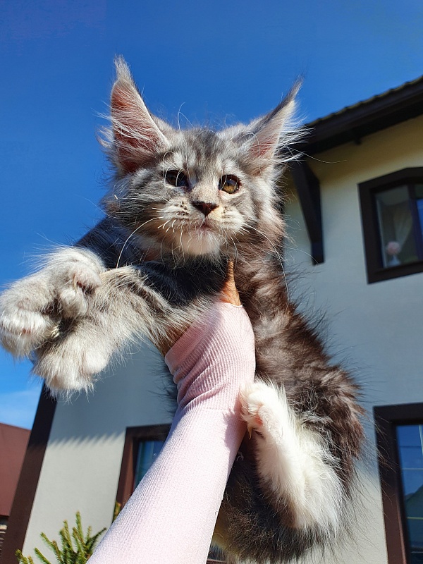 Nakieta  Akbars (polydactyl 66/66) - Kitten maine-coon 2 months 0.5 weeks