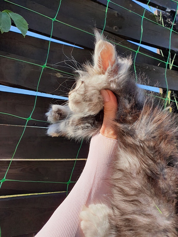 Nakieta  Akbars (polydactyl 66/66) - Kitten maine-coon 2 months 0.5 weeks